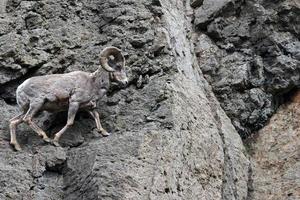 Bighorn Sheep walking the line in Yellowstone National Park photo