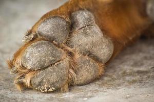 dog feet and legs