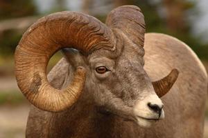 Bighorn Ram Full Curl