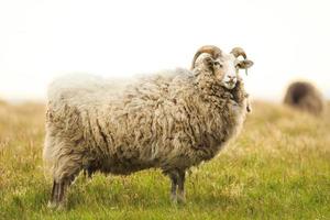 grandes ovejas macho blancas de pie en la hierba