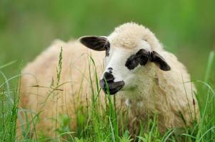 rebaño de ovejas en un campo de verano