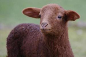 Lamb easter cute