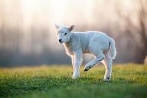 young lamb photo