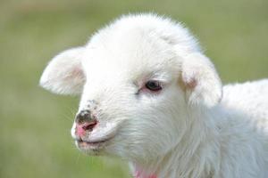 curious little lamb