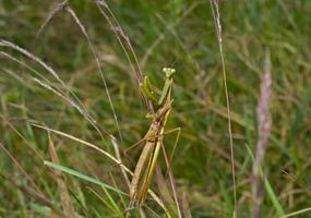 mantis sobre hierba foto