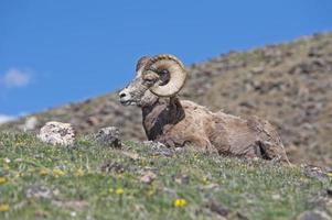 Bighorn Sheep in the Rockies photo