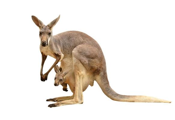 A kangaroo carrying a Joey in her pouch, isolated on white 846814 Stock Photo at Vecteezy A kangaroo carrying a Joey in her pouch, isolated on white 846814 Stock Photo at Vecteezy