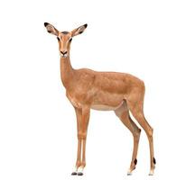 female impala isolated