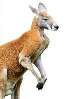 Isolated red kangaroo