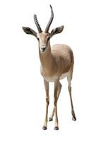 gazelle photo