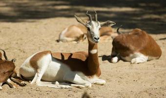 mohor gazelles  on sand