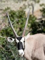 oryx con cuernos de cimitarra foto