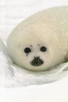cría de foca arpa bebé en hielo en el norte del Atlántico