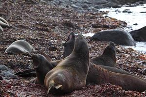 Robben und Seehunde in der Antarktis
