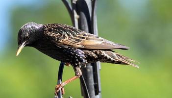 Starling perched on a metal frame photo
