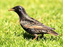 Starling with beak full of food photo