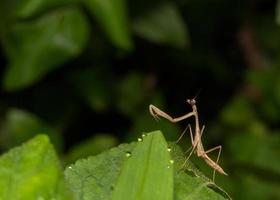 captura de mantis en estado salvaje foto