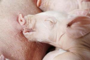 Newborn piglets suck the breasts of his mother