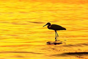 silhouette Birds at sunset
