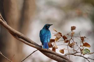 Glossy Blue starling with orange eyes photo