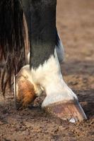 Close up of black horse hoofs