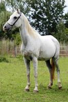 White colored purebred horse standing in the summer corral rural
