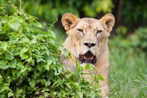 El retrato del león blanco en el zoológico de Tailandia foto