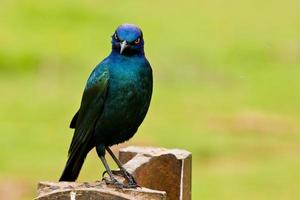 Glossy Starling with a cheeky expression photo