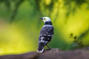 Black-collared Starling perching on stone with green background photo