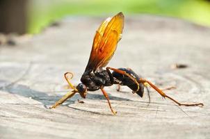 Giant hornet.