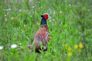 Wild pheasant photo