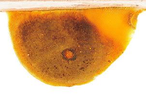 Old honeycomb isolated photo