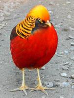 Beautiful exotic bird Golden Pheasant