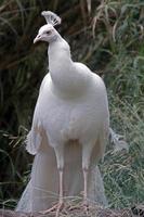 Albino Peacock standing tall near Adelaide South Australia AUS