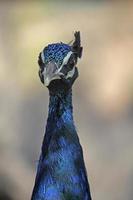 faisanes y perdices (phasianidae) pavo real indio (pavo cris foto