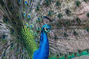 Portrait of beautiful peacock photo