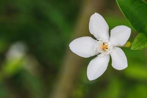 flor de gardenia foto