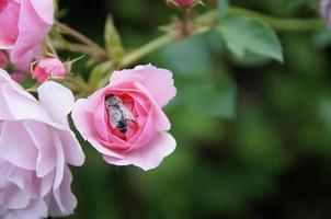 la rosa y la abeja ... foto