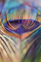 pluma de pavo real abstracta, desenfoque de colores vivos foto