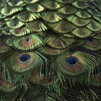 Peacock Feathers photo