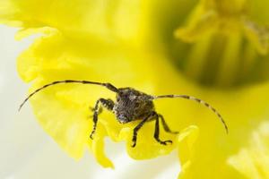 flor amarilla con escarabajo foto