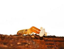 termita foto