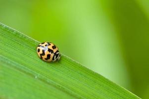 ladybug on green leaf photo