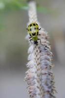 Spotted Cucumber Beetle on Stem photo