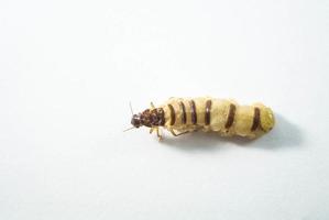 reina de termitas