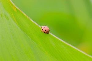 ladybug on leaf photo