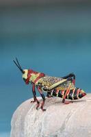 African large grasshopper sitting on the edge of the pool photo