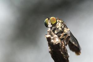 Robber fly photo