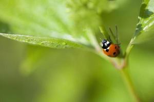 Ladybug on fresh leaf photo