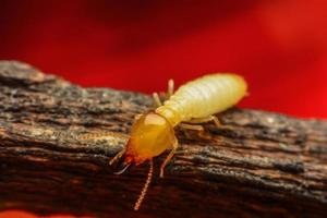 macro de termitas